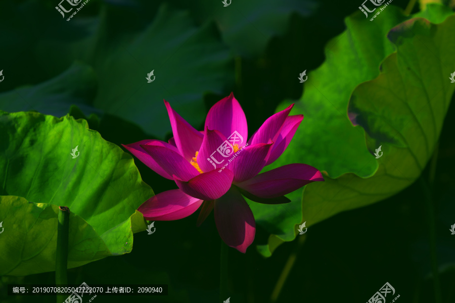 荷花