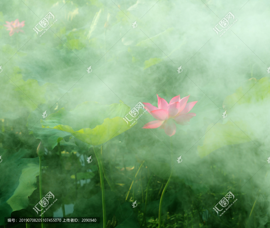 荷花