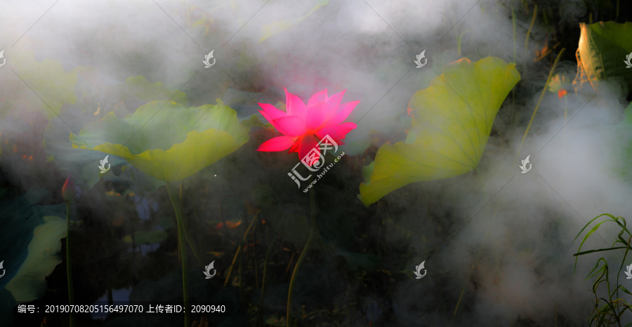 荷花