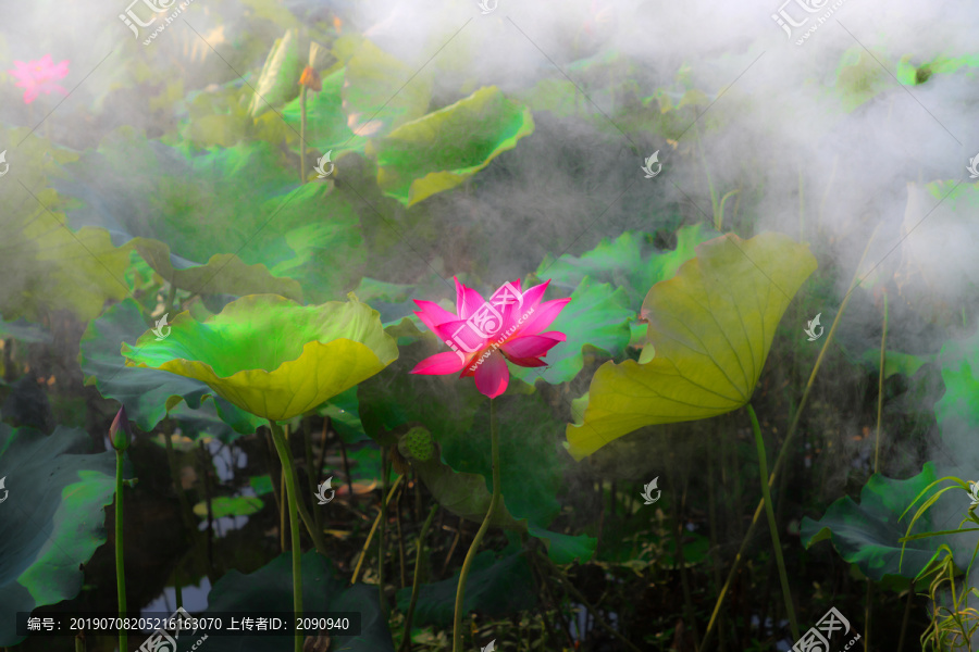 荷花