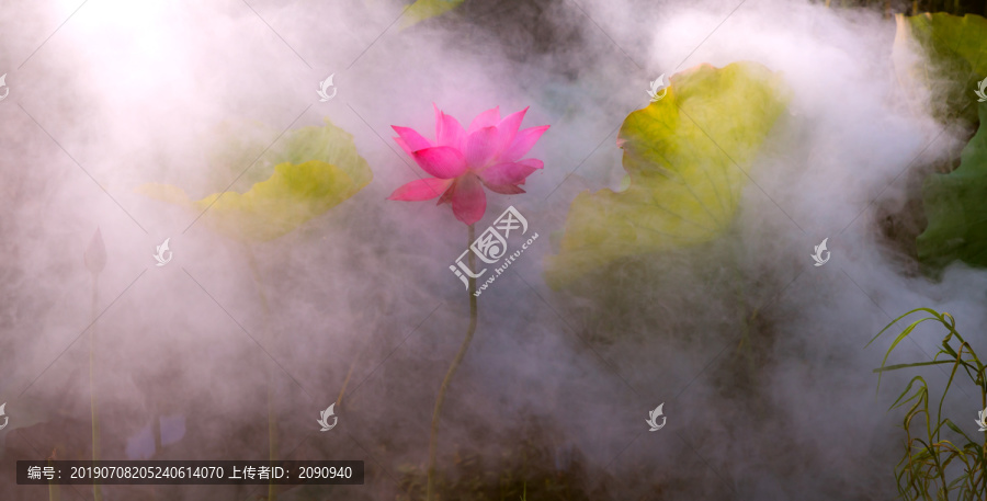 荷花