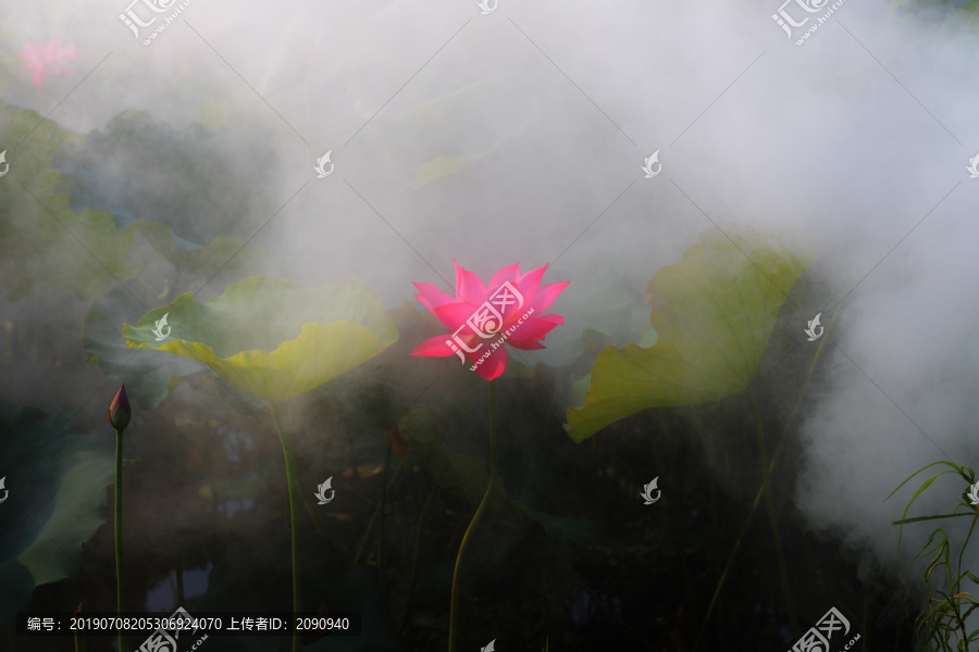 荷花