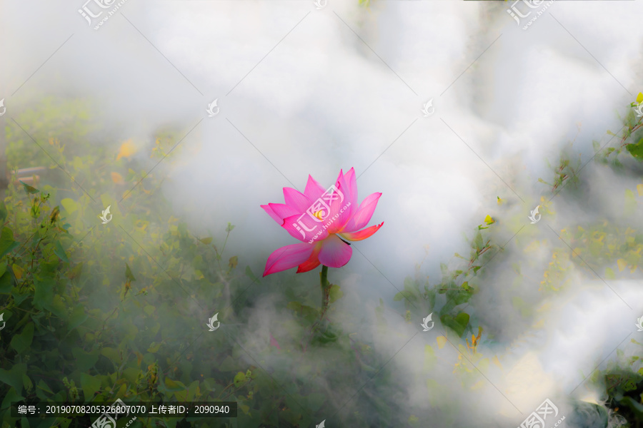 荷花