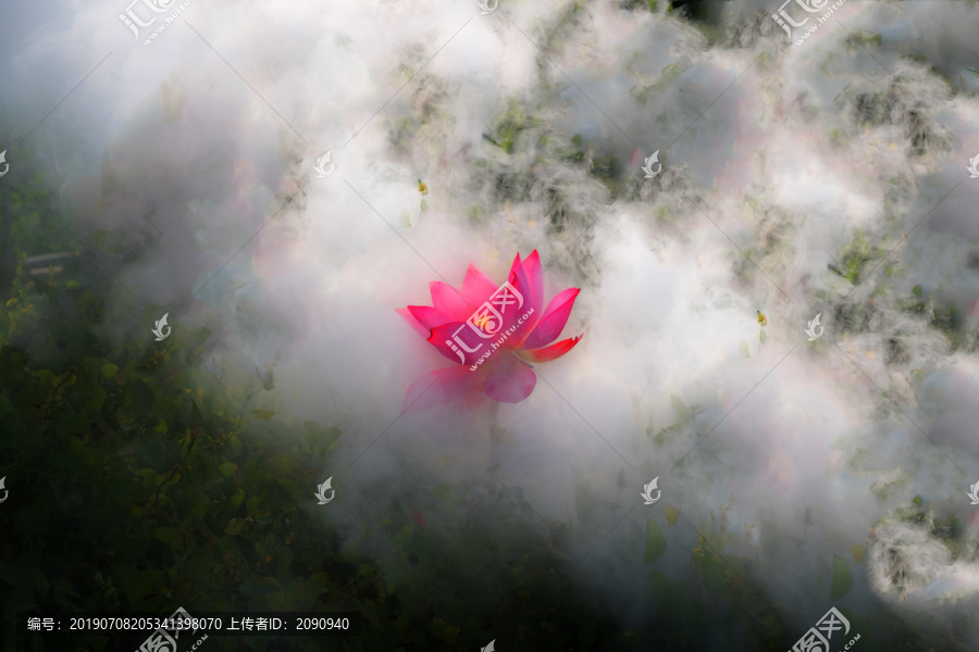 荷花