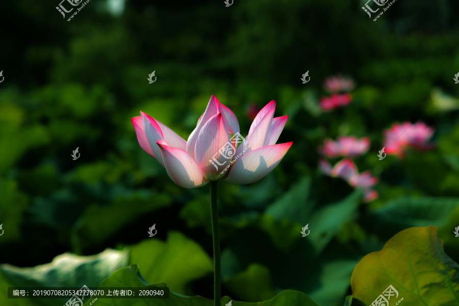 荷花