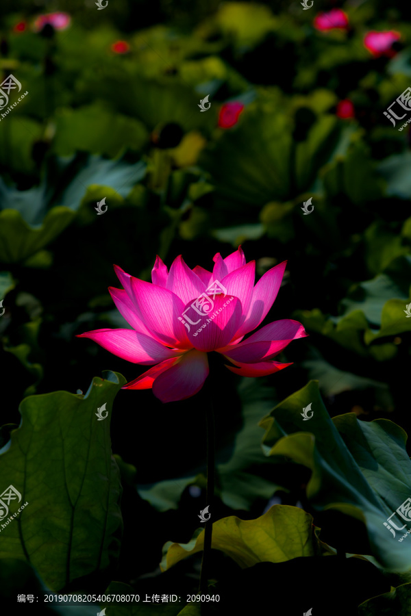 荷花
