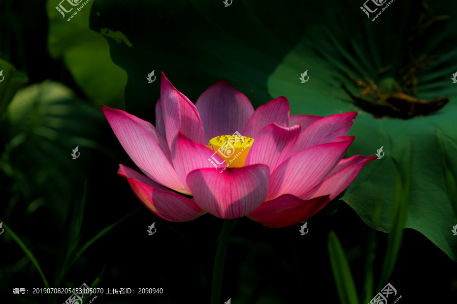 荷花