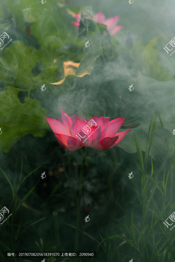 荷花