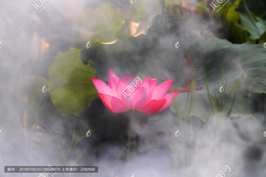 荷花