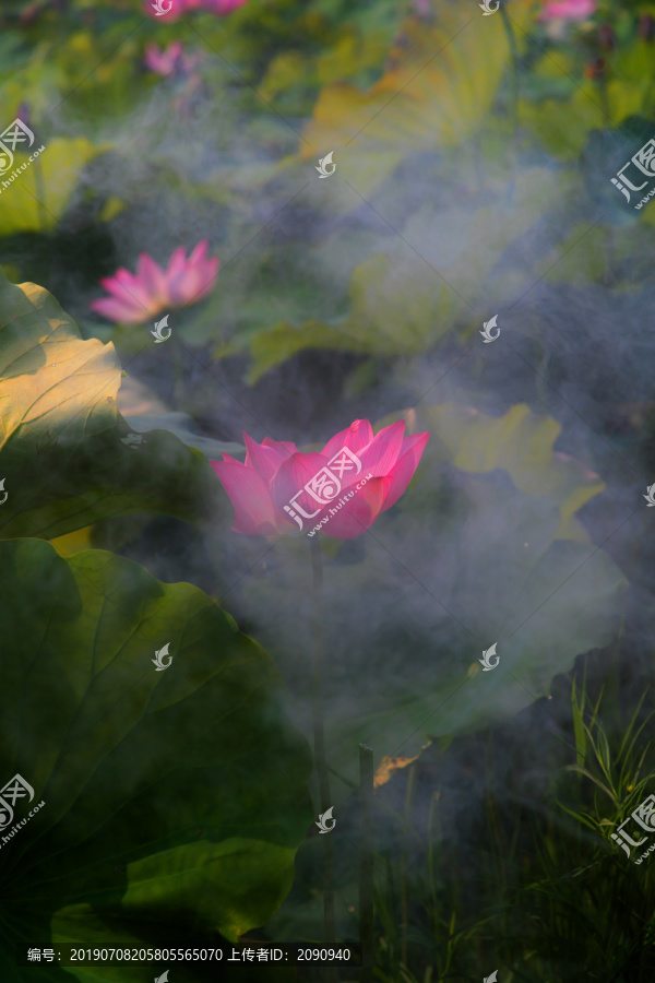 荷花
