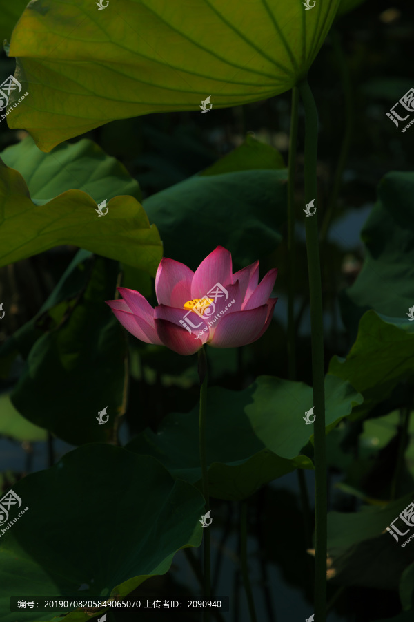 荷花