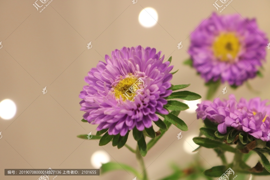 翠菊