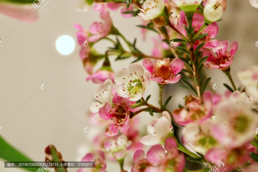 粉蜡花