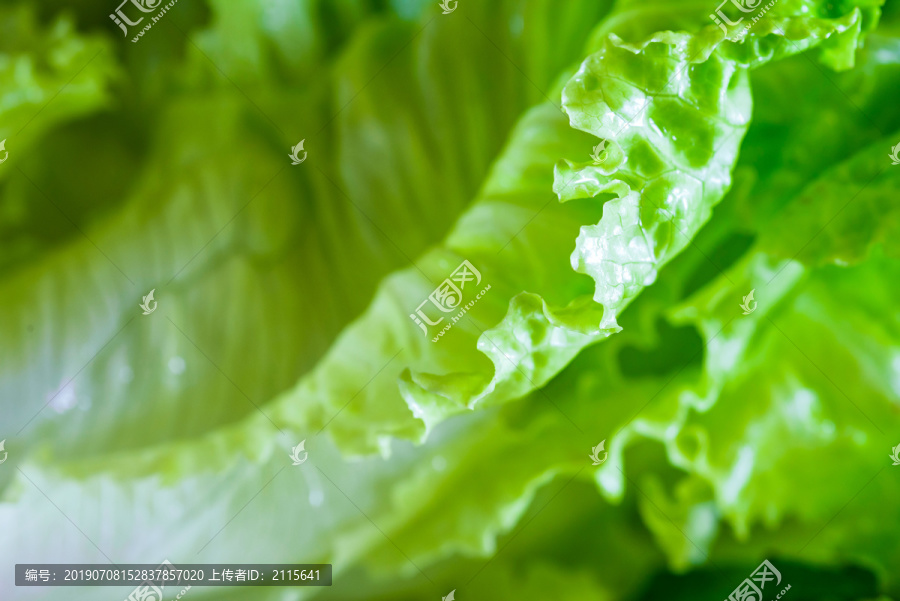 新鲜蔬菜生菜