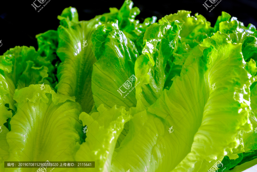 新鲜蔬菜生菜