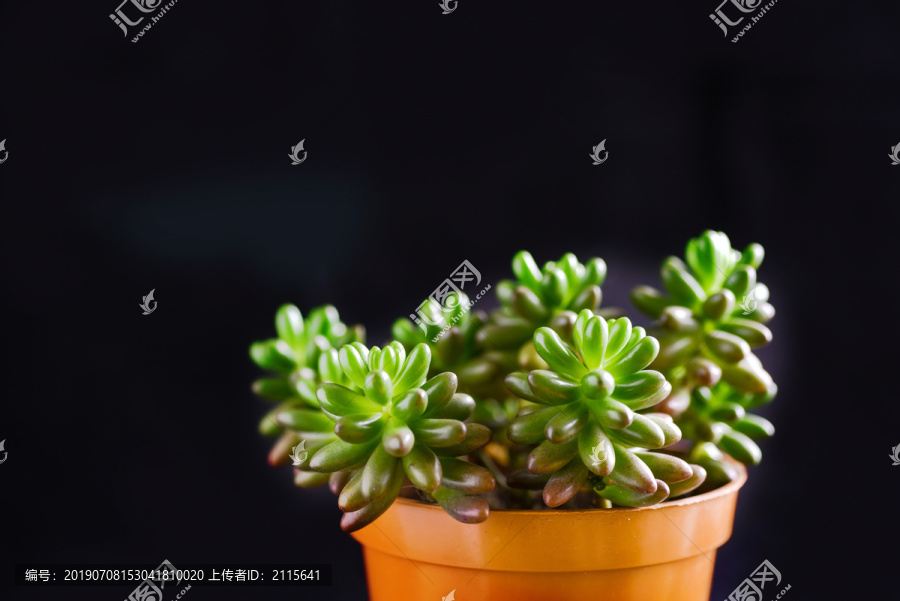 多肉植物虹之玉