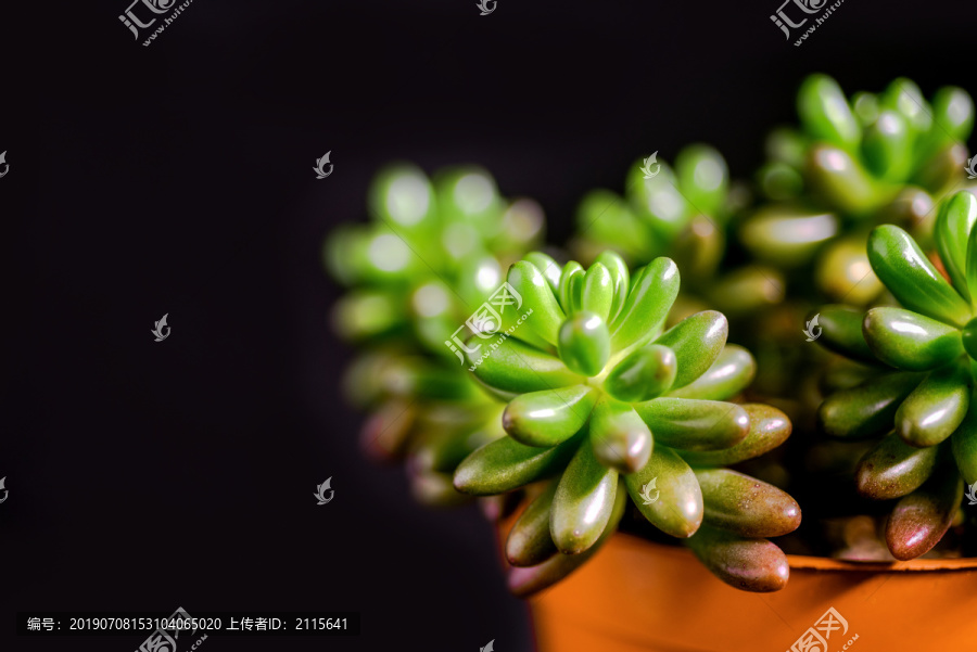多肉植物虹之玉