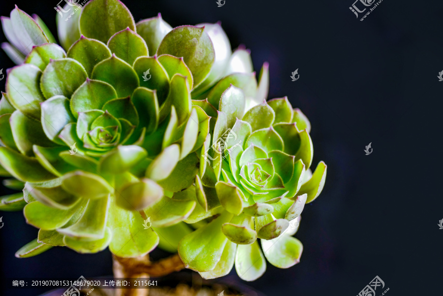 多肉植物万圣节法师