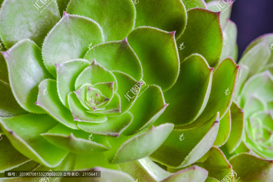 多肉植物万圣节法师