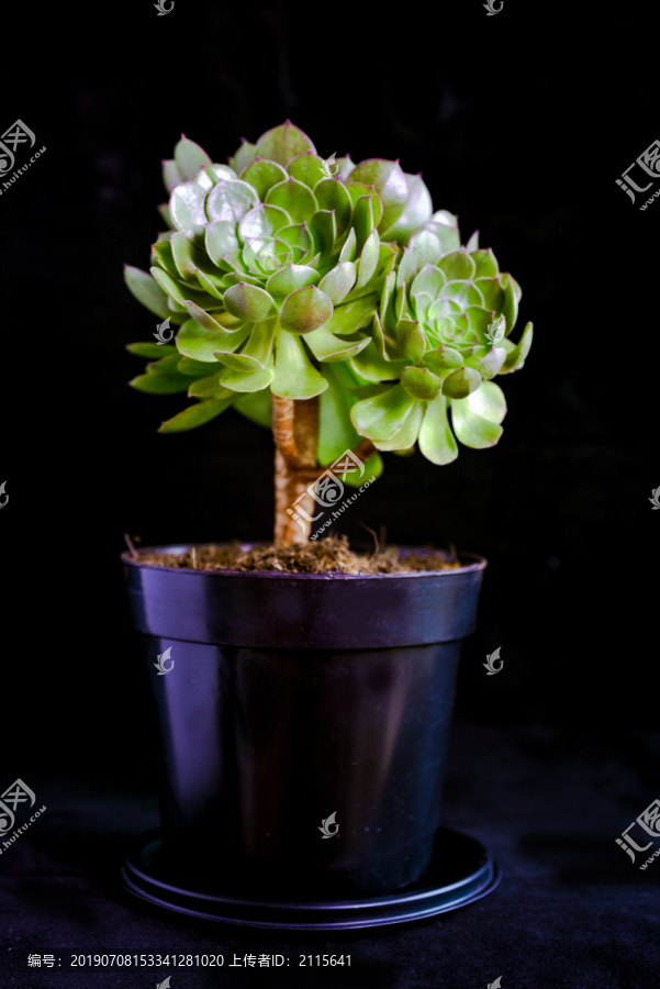 多肉植物万圣节法师