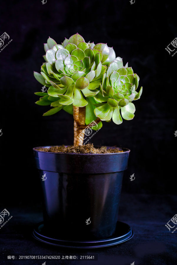 多肉植物万圣节法师