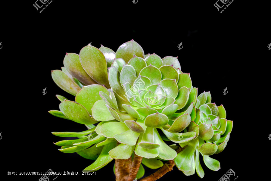 多肉植物万圣节法师