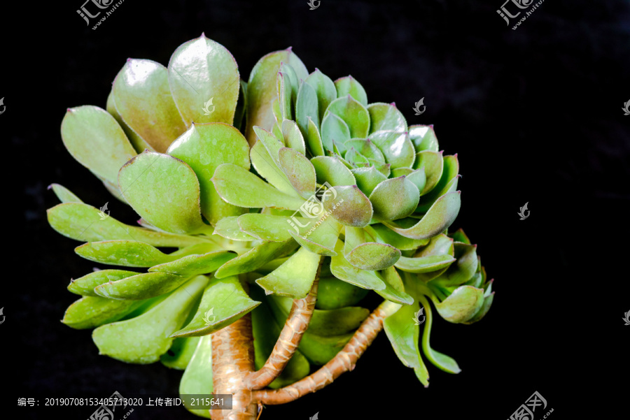 多肉植物万圣节法师