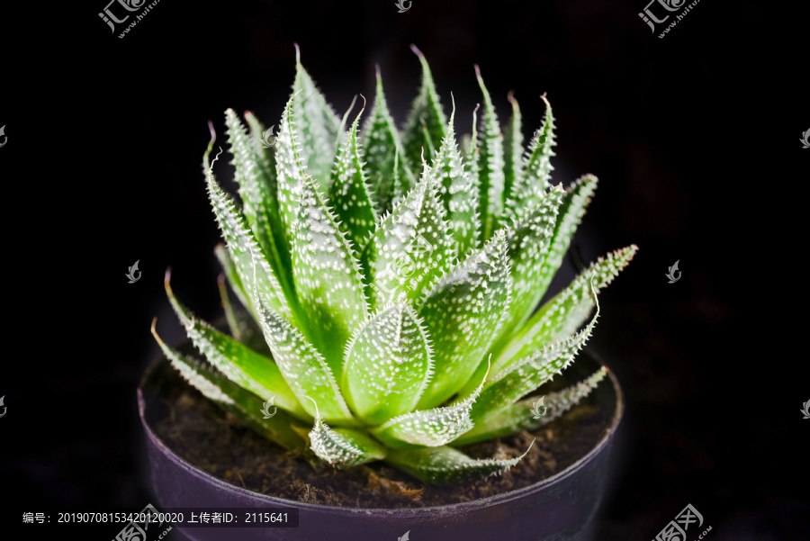 多肉植物波露