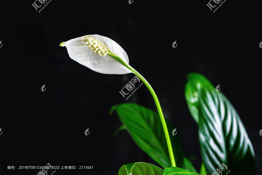 绿色植物一帆风顺的白花