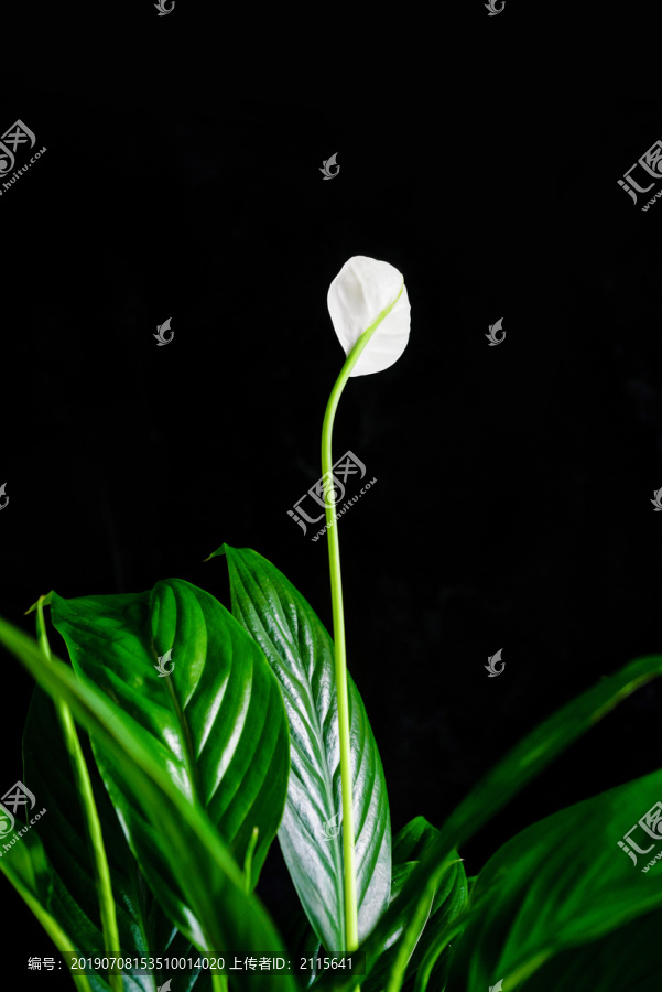 绿色植物一帆风顺的白花