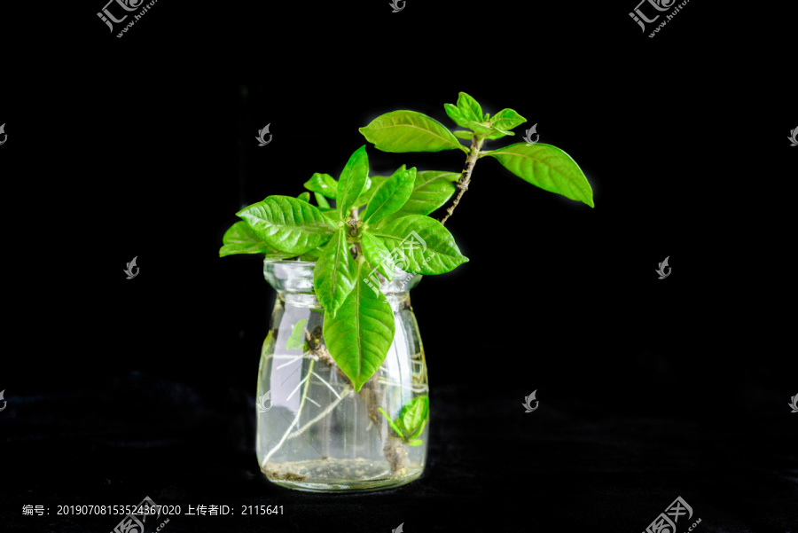 桅子花树枝水培发芽