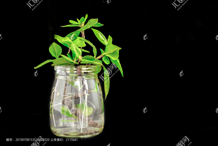 桅子花树枝水培发芽