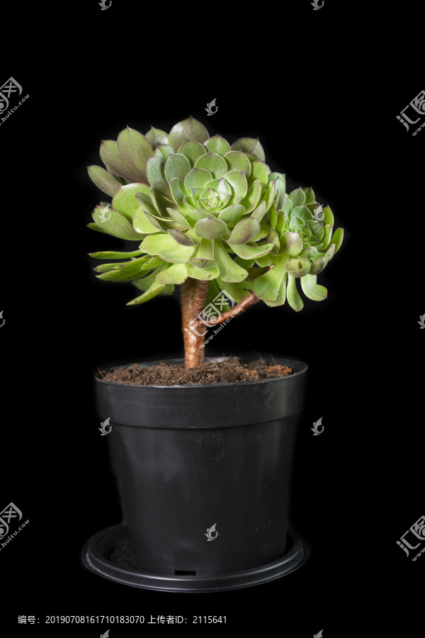 多肉植物万圣节法师