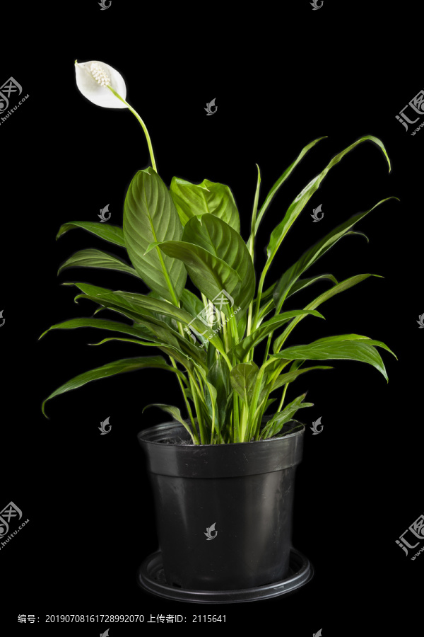 绿色植物一帆风顺白鹤芋