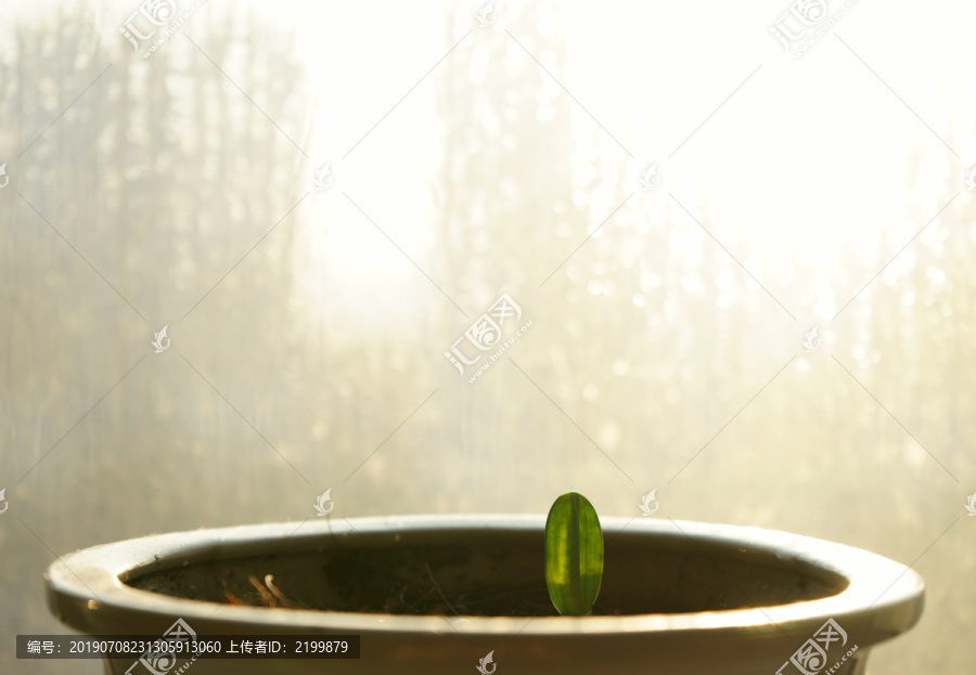新芽