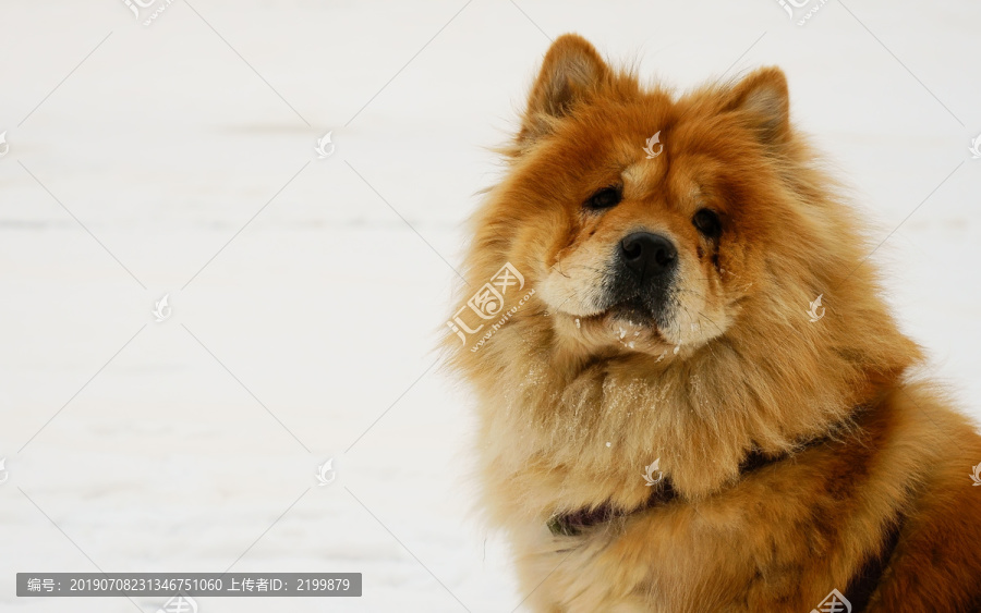 雪中松狮