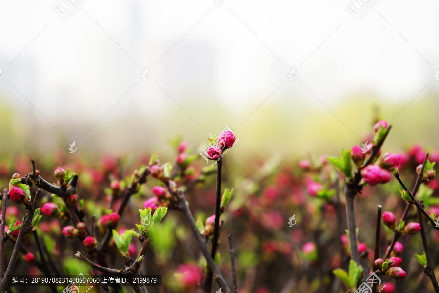 含苞的梅花
