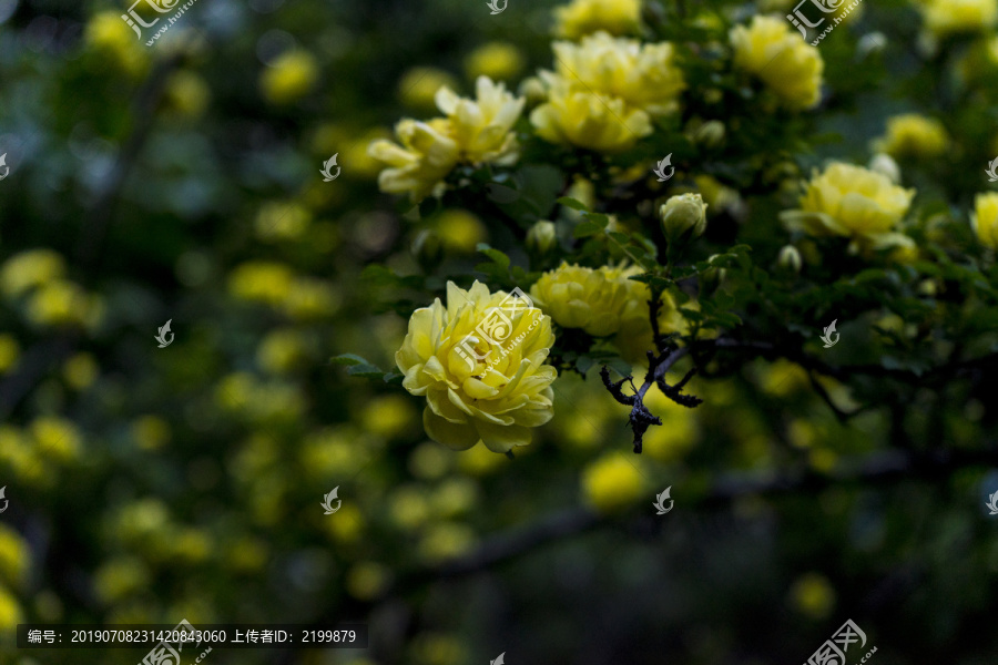 黄月季花
