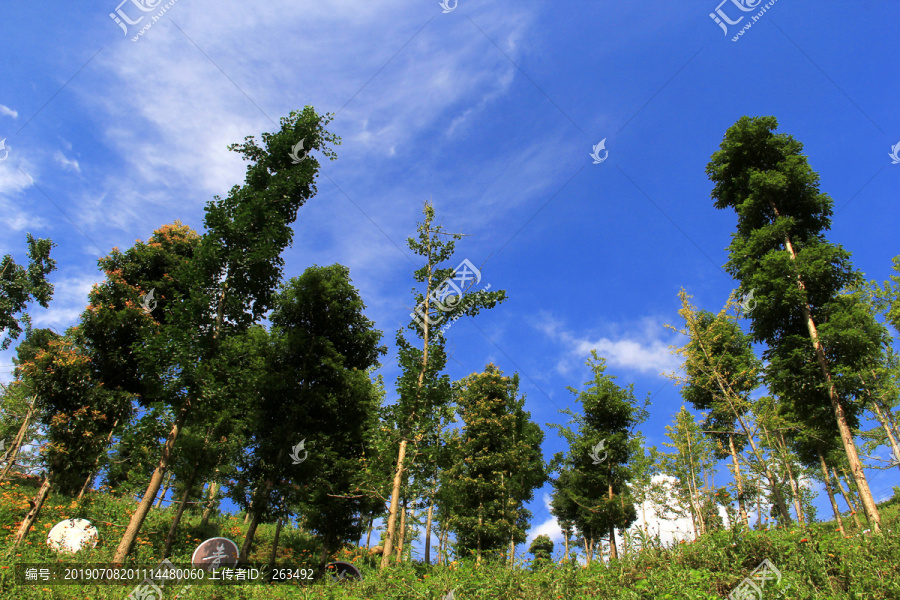 阳光树林美景