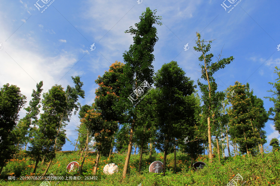 阳光树林美景