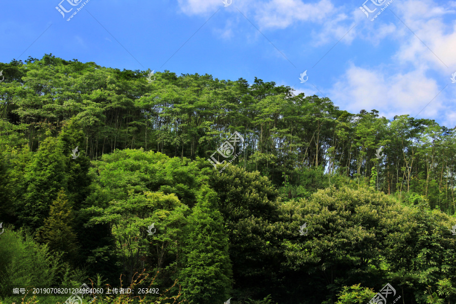 阳光树林美景