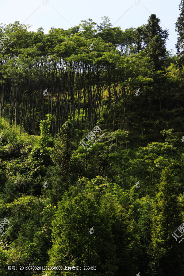 阳光树林美景