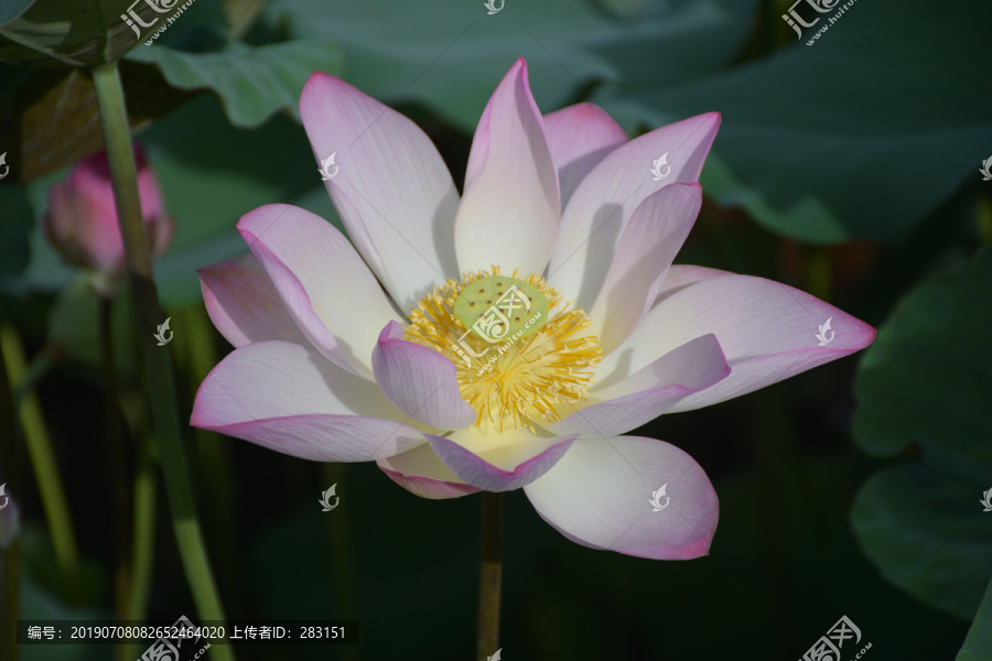荷花