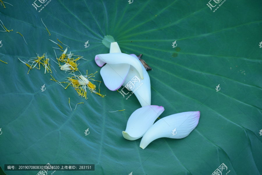 水芙蓉