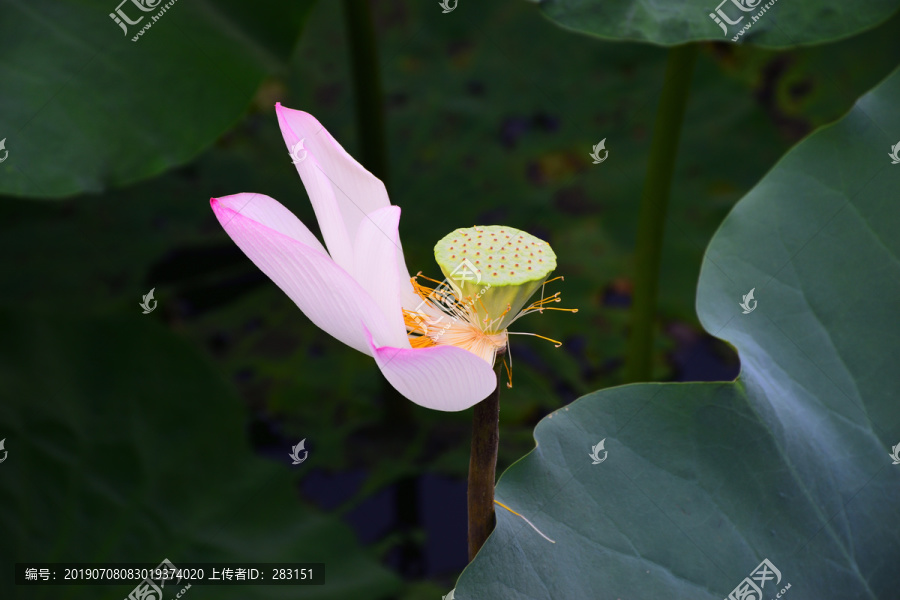 莲花