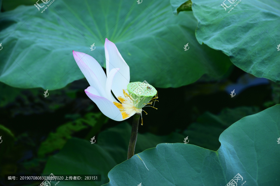 莲花