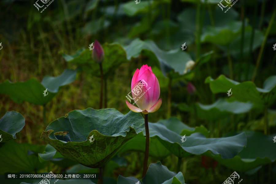 花蕾