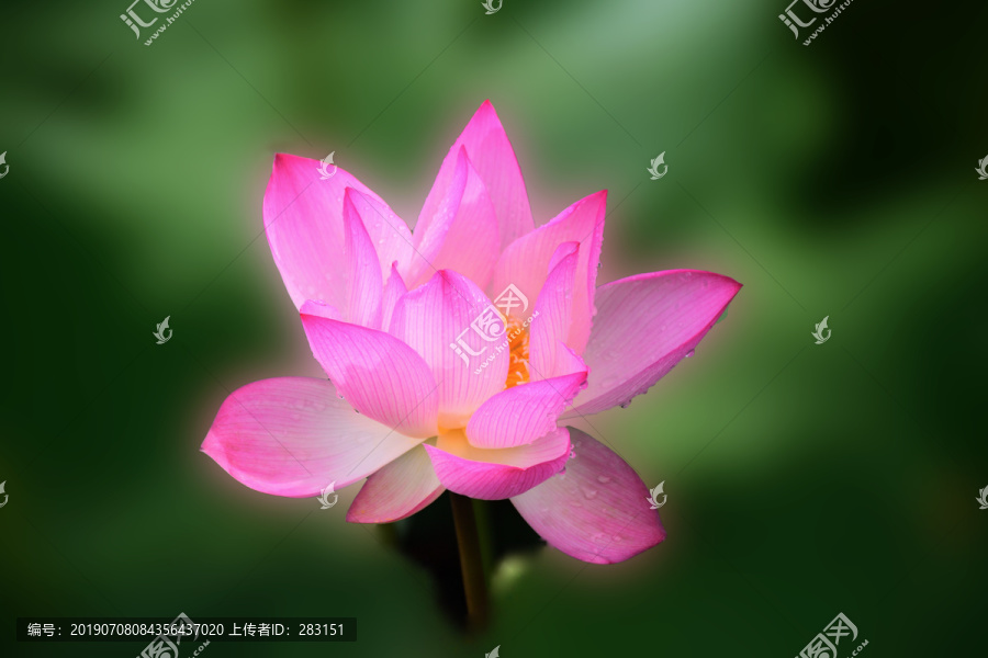 诗意荷花