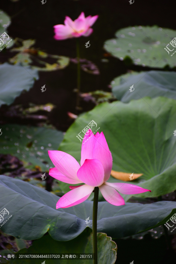 夏荷