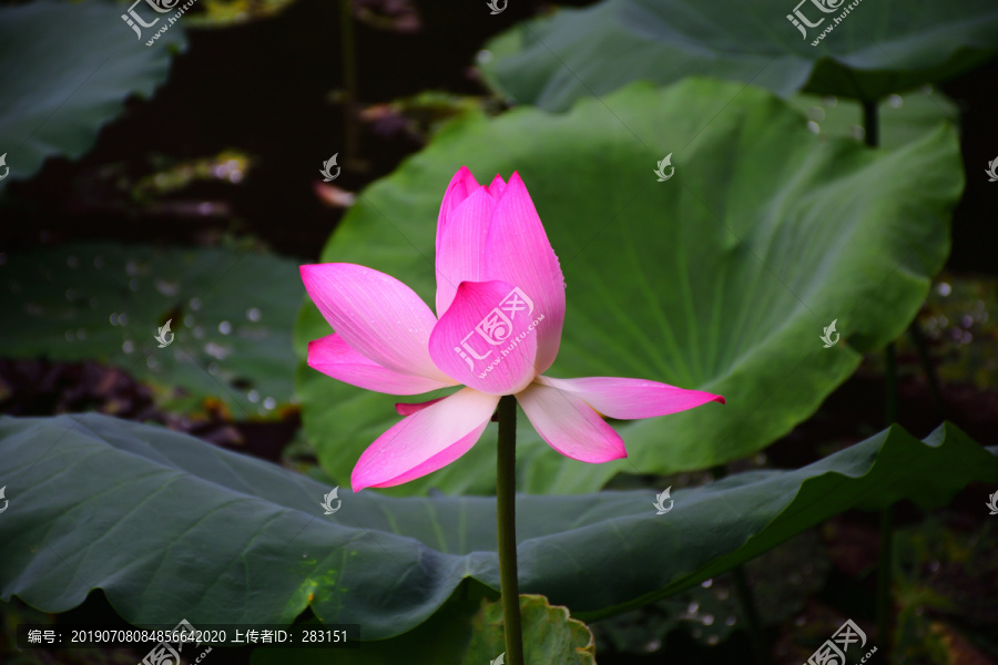 荷花